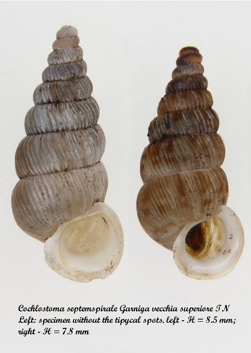 Cepaea